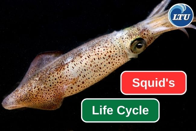 Squid’s Life Cycle In 5 Stages